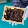 Kari’s Crackerrotsjes